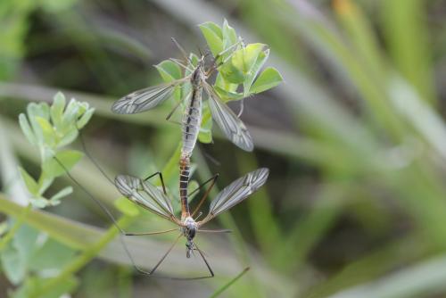 Réf. 342 772 : Tipula vernalis